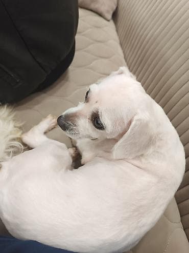 sort it: Malta bolonka, 6 ay, Erkek, Ünvandan götürmə — 6