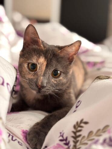 pişik sumkası: Dişi, Yaxşı əllərə, Ünvandan götürmə, Ödənişli çatdırılma — 2