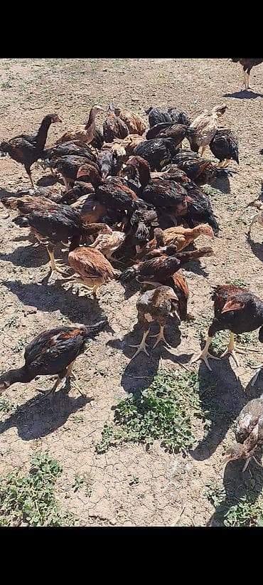 cücə qəfəsi: Məhsul: Heyrati Cücələri (temiz cinsdiler tecili satildigi ucun ucuz — 2