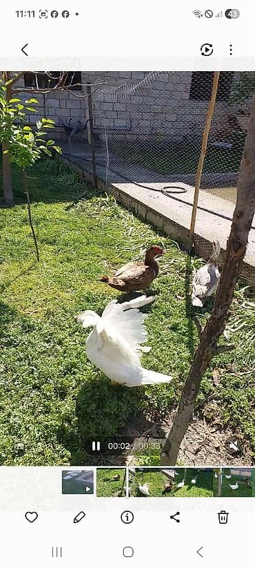 lavanda ördək: Lal yapon ördəklər xoruzdar kül öküz qırmızı öküz sortudu — 6