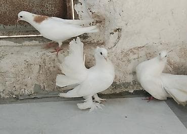 papuqay type 1: Salam 1 cüt pavlin.erkəy Londondu dişi başı esənlərdən.birdə boynu — 2