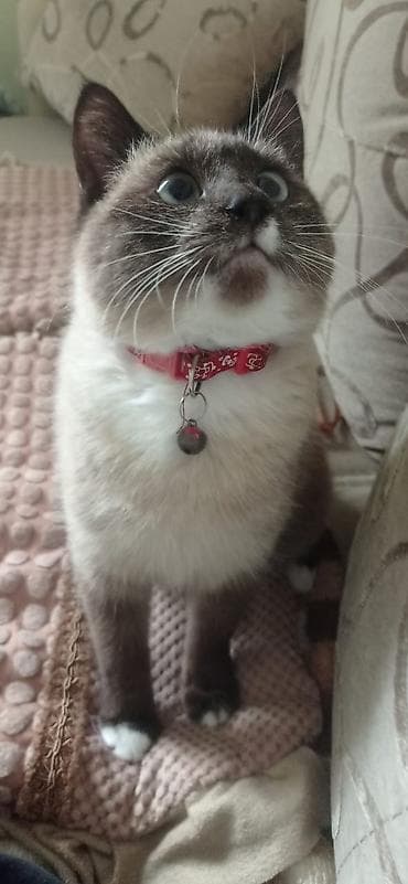 Məhsul: Pişik üçün bəzəkli boyunbağı zəngi ilə - Rəng: parlaq qırmızı