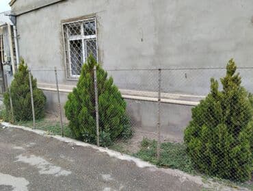 Tuya ağacları. Dəyərindən ucuz. 4 illik sağlam ağaclardır (3 ədəd)