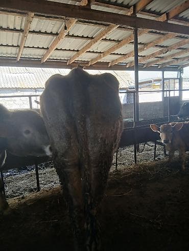 halep keçisi satilir: Dişi, il: 6, Damazlıq — 2