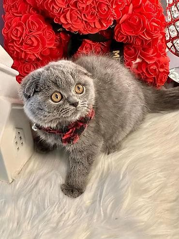 pişik satisi 2019: Şotland, Erkək, Dişi, Yaxşı əllərə, Ünvandan götürmə, Pulsuz çatdırılma, Ödənişli çatdırılma — 5