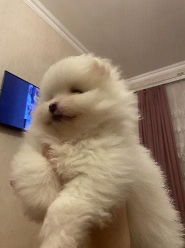 ucuz pekines satilir: Tercili satılır ciddi alıcı varsa Yazsin cins şitpz Elaqe nömresi — 2