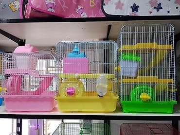 balaca it sekilleri: Xamyak cunqarik bir cut ag vəya boz: Bir qəfəs bir kq yem iki aylıq — 7