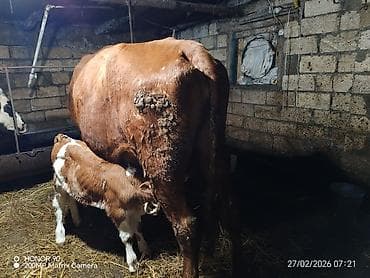 Dişi, Simental, il: 3, 900 kq, Südlük, Rayonlara çatdırılma