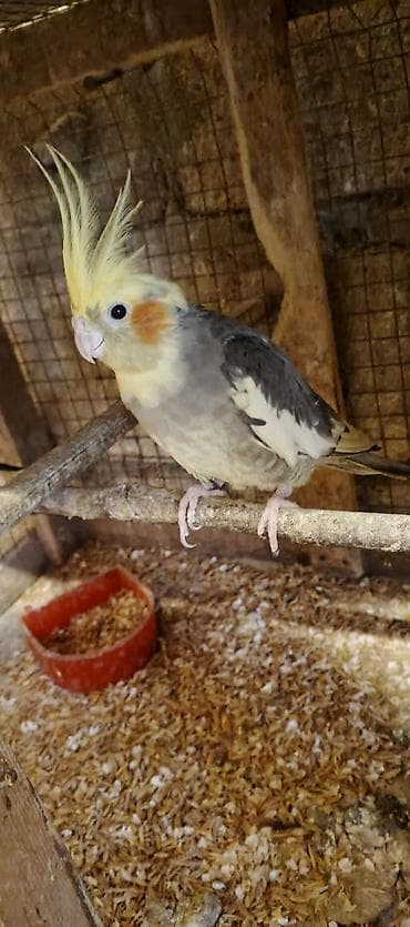 Salam cut korella satiram hec bir problemleri yoxdu, Qiymet cutune