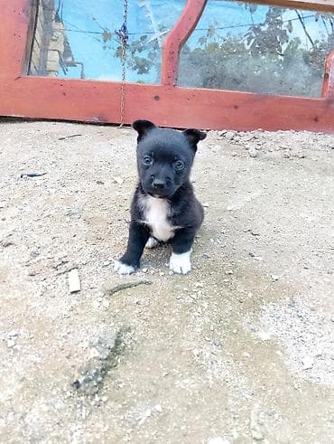 Zvonok, 1 ay, Erkek, Ünvandan götürmə