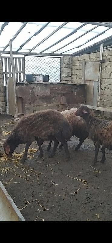 3 dənə qala qoçları satılır balacası 390 ən böyüyü 850 deyirəm alan