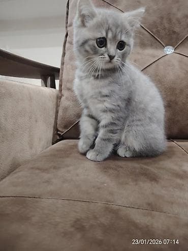 Asia: Шотладская вислоухая — 2