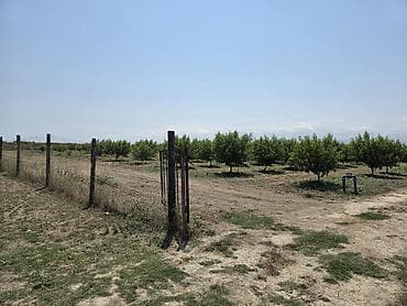 bağ qaycı: ●Xaçmaz Rayonu Ağçay kəndi ●Sənədi Çıxarış- 3,15ha ●Yassı Şaftalı — 6