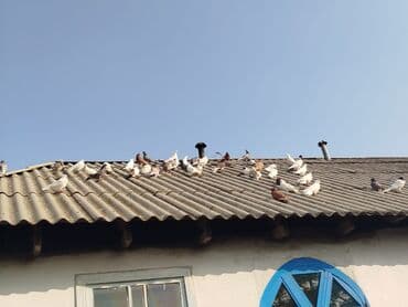 питомники собак в баку: Ev göyərçinləri – müxtəlif rəng və cinslər - Fotoşəkildə görünən kimi — 1