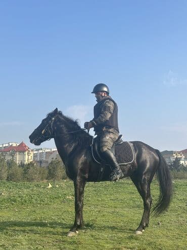 at dayca: Erkək, il: 6, Rayonlara çatdırılma — 1