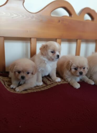 avçarka itləri: Pekines — 2