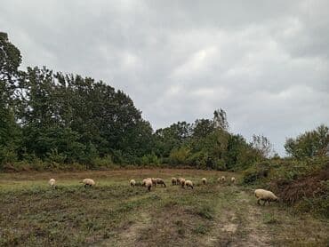 quzu satan: Məhsul: Qoyun sürüsü Təsvir: - Şəkillərdə təbii otlaqda otlayan — 2