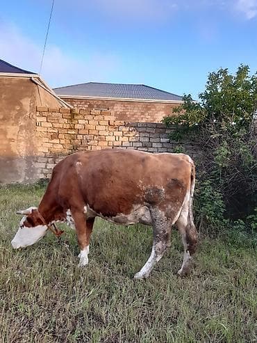 Dişi, Simental, il: 3, Südlük lalafo.az -da Dişi, Simental, il: 3, Südlük
