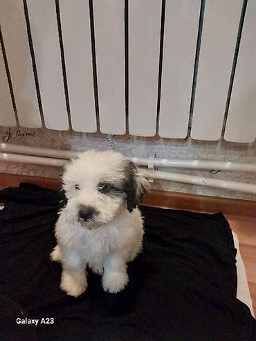 mal bazari: Malta bolonka, 2 ay, Erkek, Peyvəndli, Ünvandan götürmə — 2