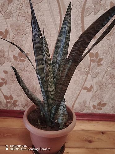 gubre: Sanseveriya (Qaynanadili) – dekorativ ev bitkisi - Növ: Sansevieria — 1
