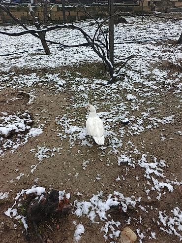 Зоотовары: Muscovy ördəkləri (indi və yerli təsərrüfatdan) - Cins: Muscovy (indi — 3