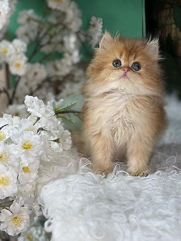 pisik ucun evler: Britan — 7