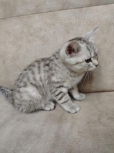 munchkin pişik: Şotland yastı qulaq — 6