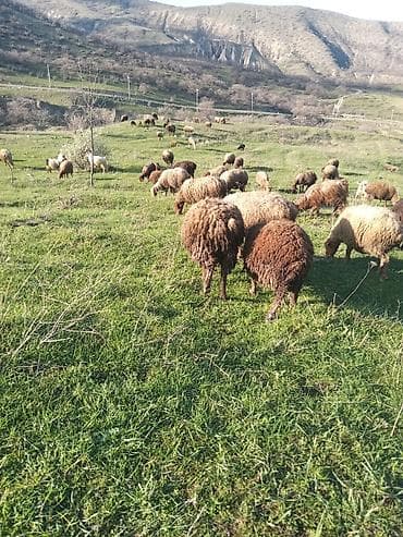 qoyunlar: Erkək quzular satılır isdəyən şəxslər əlaqə saxlasın — 7