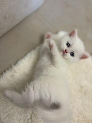 heyvan geyimi: Britan, Erkək, Dişi, Yaxşı əllərə, Pulsuz çatdırılma — 9