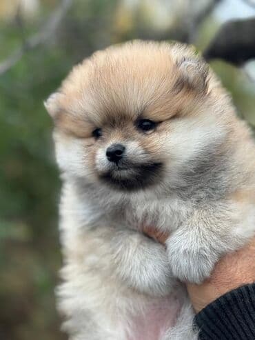 itler pikines type 1: Şpitz — 1