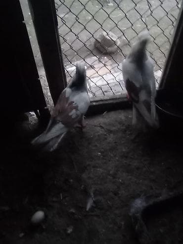 Голуби: Qənbərbaş qəvvas göyərçin cütü,balalarida özləri kimi erkək kəkilli — 1