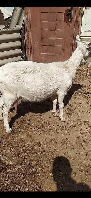 Gəmiricilər: Safqan Saanen dişi südlü keçi. Xüsusiyyətlər: - Süd istiqamətli, iri — 3