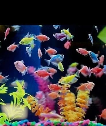 akva ayaqabılar: 🐠 Möhtəşəm Betta Dəsti – Hazır Komplekt 🐠 Evdə sakitlik və gözəllik — 6