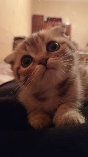 котик в добрые руки: Золотая шиншилла, Самец, В добрые руки, Платная доставка — 5