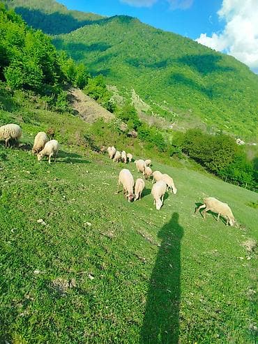 qoyun mal: Dağ otlağında bəslənən qoyun sürüsü - Növ: Qoyun (ana və balalar) - — 1