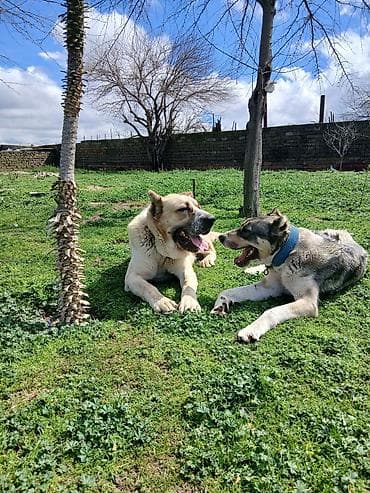 afçarka itlər: Qurdbasar, 1 il, Erkek, Cütləşmə üçün, Ünvandan götürmə — 4