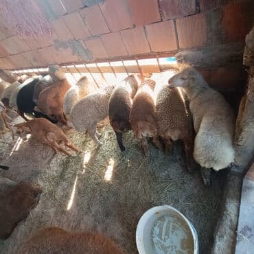 inək satılır binə: Salam əmlik qquzullar satllır ünvan bine atclk 225 den başdıyır 250 ye — 4