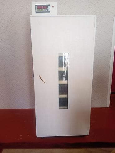 cücə satisi: İnkubator 1000 yumurtalıq zakasla yigilir çıxış faizi 85-90 fayizi — 1