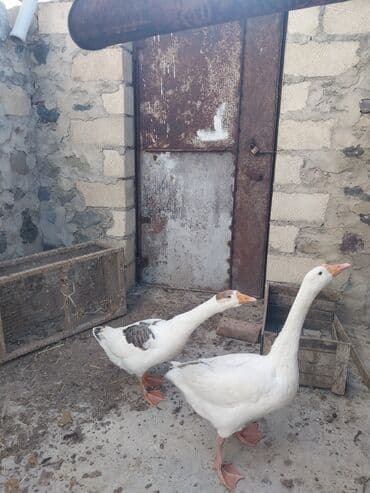 Inəklər, öküzlər: Məhsul: 2 ədəd qaz cütü Xüsusiyyətlər: - Ağ rəngli qazlar, narıncı — 1