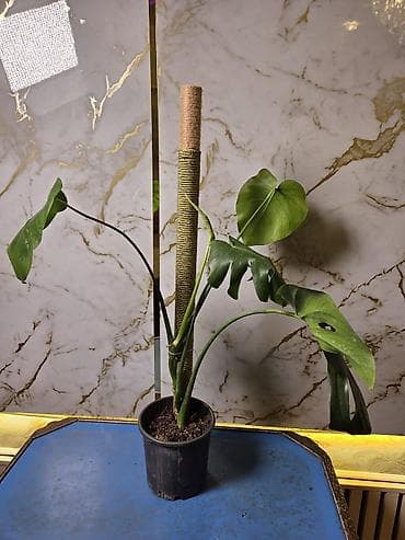 qara gul: Monstera Deliciosa (Şveytsariya pendiri bitkisi) – dırmaşma dayaqlı - — 2