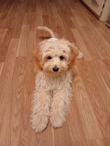 немецкая овчарка цена в баку: Malta bolonka, 4 ay, Erkek, Peyvəndli, Ünvandan götürmə — 10