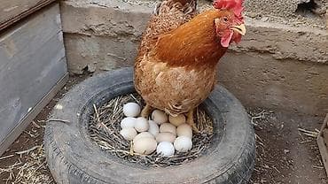 Quşlar: Kürt (qırt) toyuq lazımdır 2 eded. Heyvan adamı inciden olmasın, yeni — 1