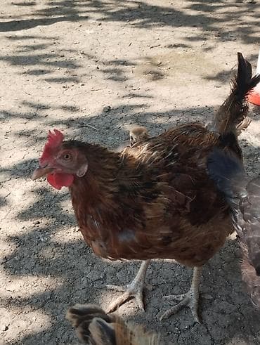 cex quşlar: 1 fere hinduşka 2 dene toyuq satılır Tam sağlamdilar toyuqlar — 3