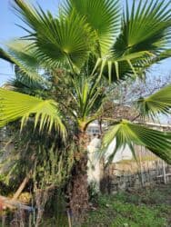 şam ağac: Washington Palma 2.2 metr — 1