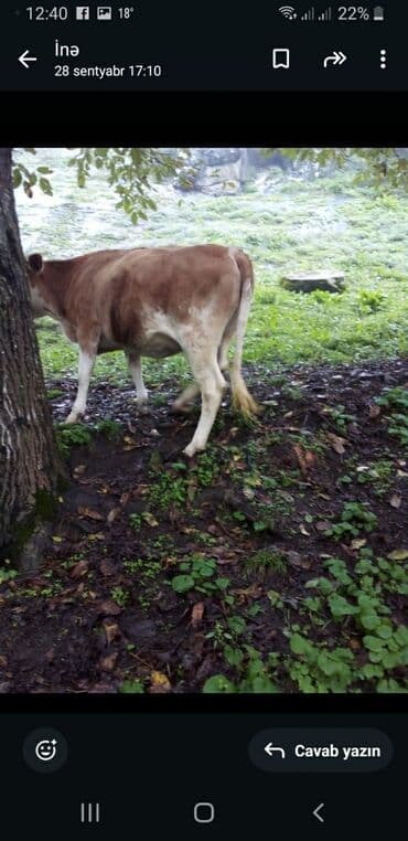 yerli inekler: Məhsul: İnək Təsvir: - Rəng: açıq krem və qəhvəyi-ağ ləkəli (iki — 4