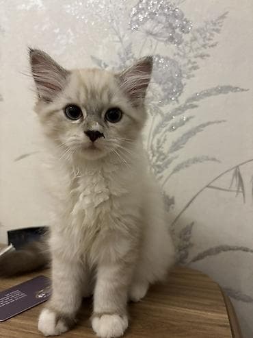 ragdoll: Dişi, Erkək — 4