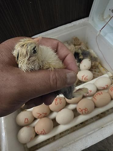 куры тоджон: Куриные цыплята, Для разведения — 4