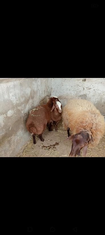 bala quzular: Dişi, Qala, il: 2, Damazlıq — 4