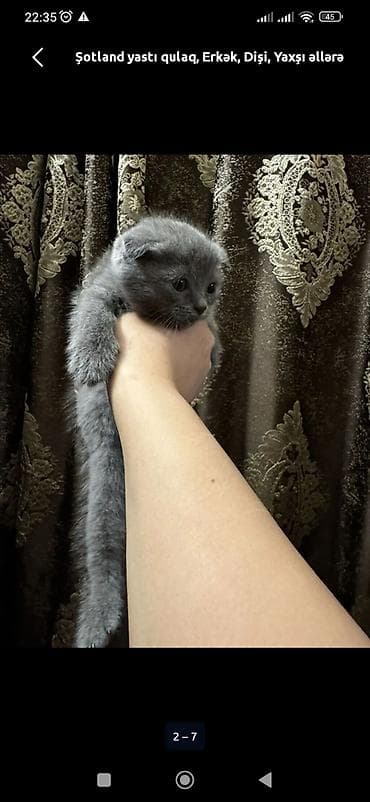 pişiy: Şotland yastı qulaq — 8