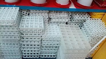 incubator satışı: Bütün növ quşlaq üçün — 2